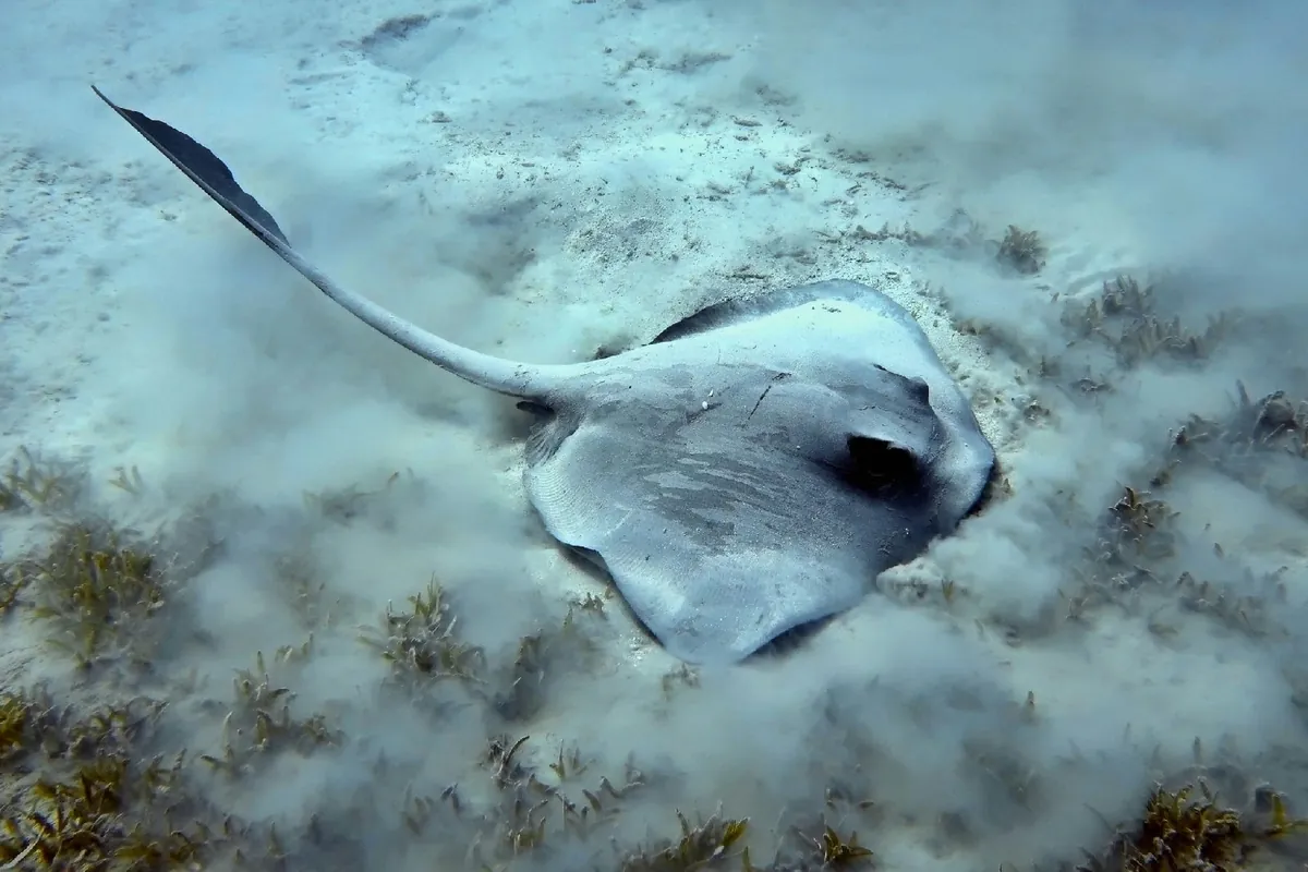 Feathertail Stingray