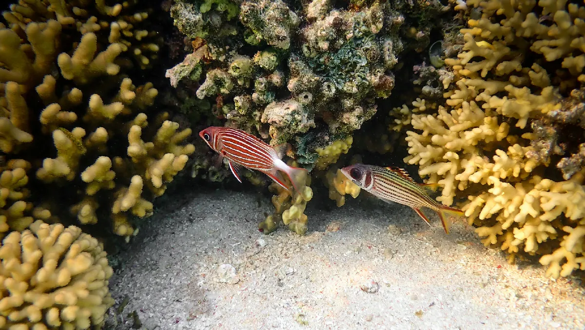 Spotfin Squirrelfish