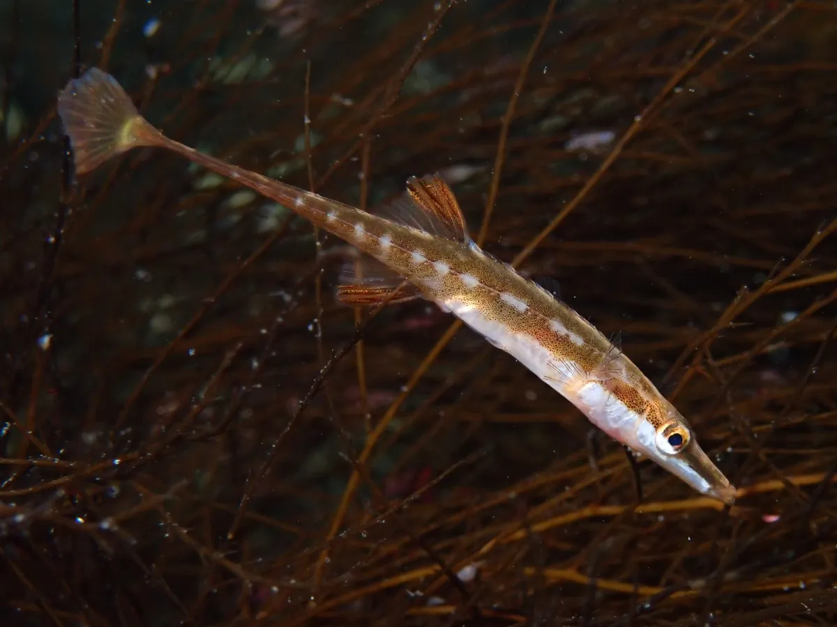 Stickleback