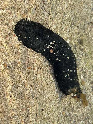 Black Sea Cucumber