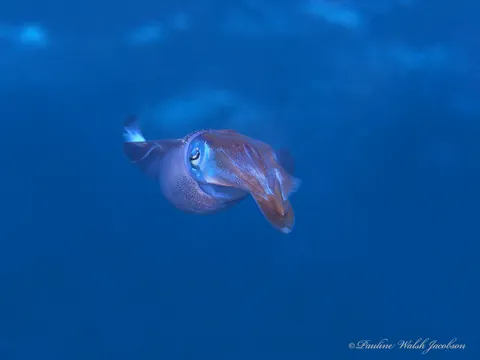 Caribbean Reef Squid