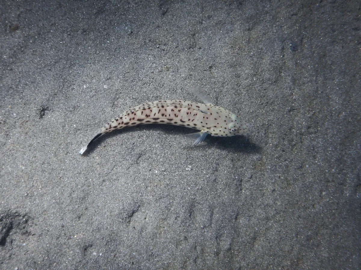 Spotted Sandperch