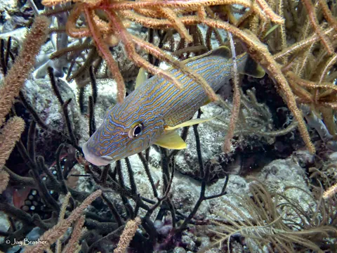 Bluestriped Grunt