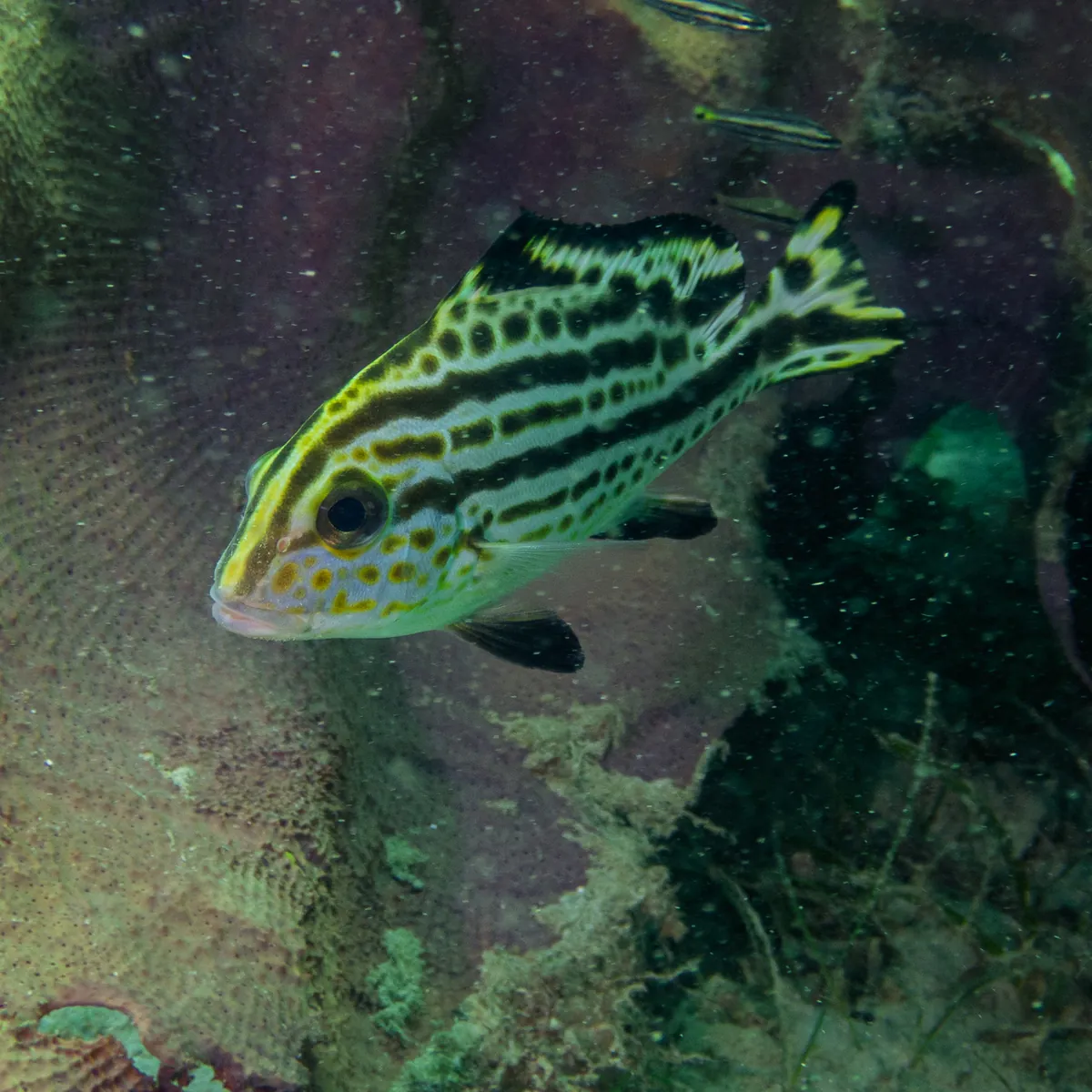 Painted sweetlips