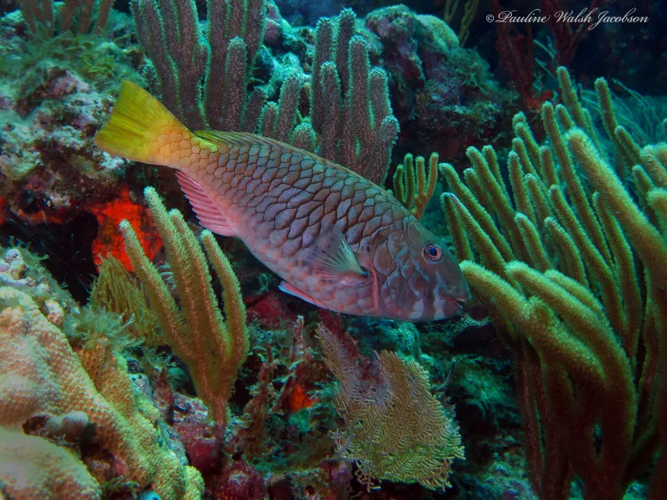 Redfin parrotfish