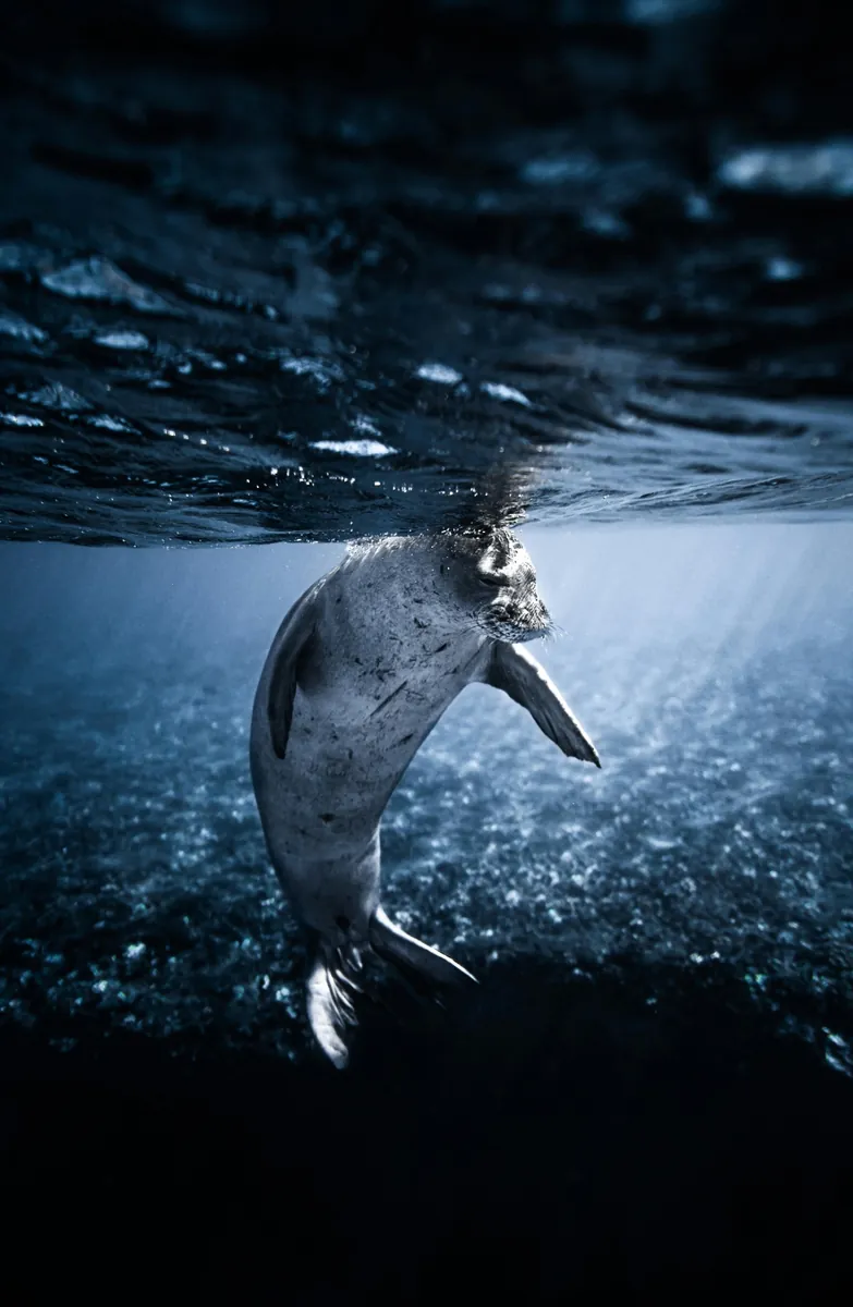 Seals