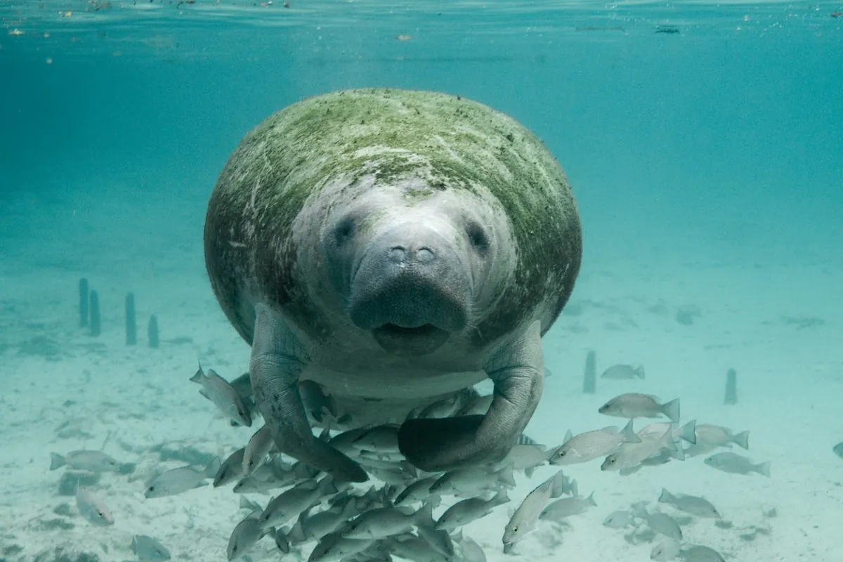 Amazonian manatee