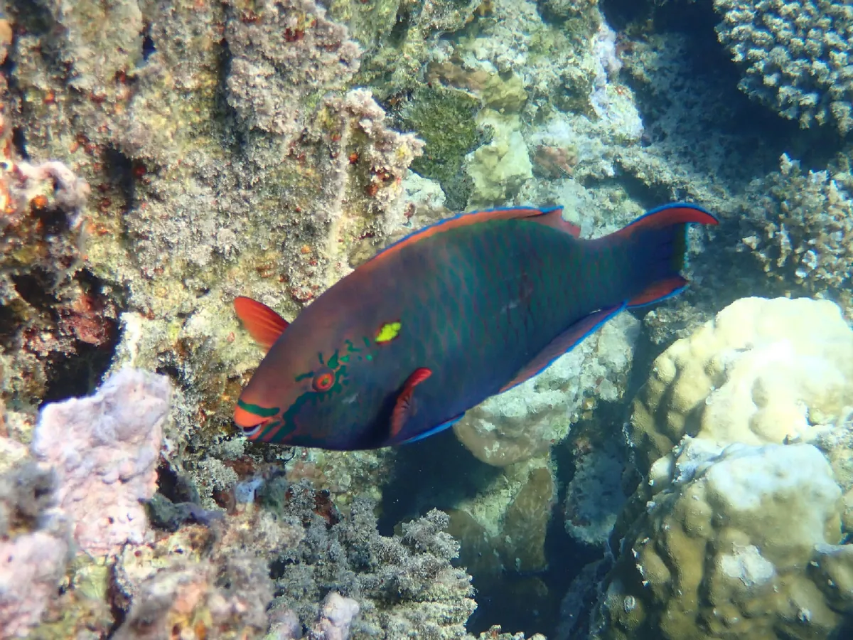 Dusky parrotfish