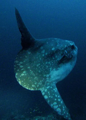 Bump-head Mola
