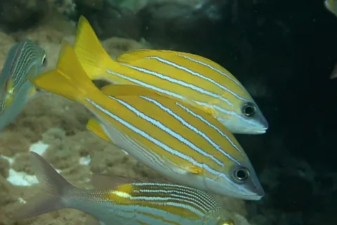 Common bluestripe snapper