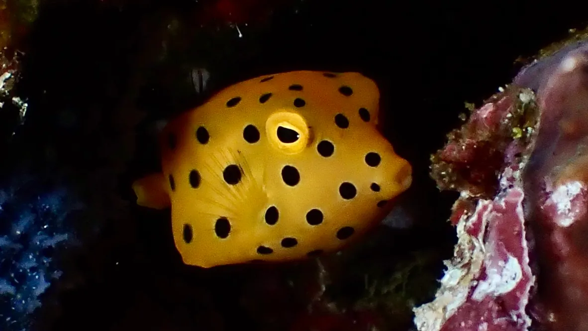 Yellow boxfish