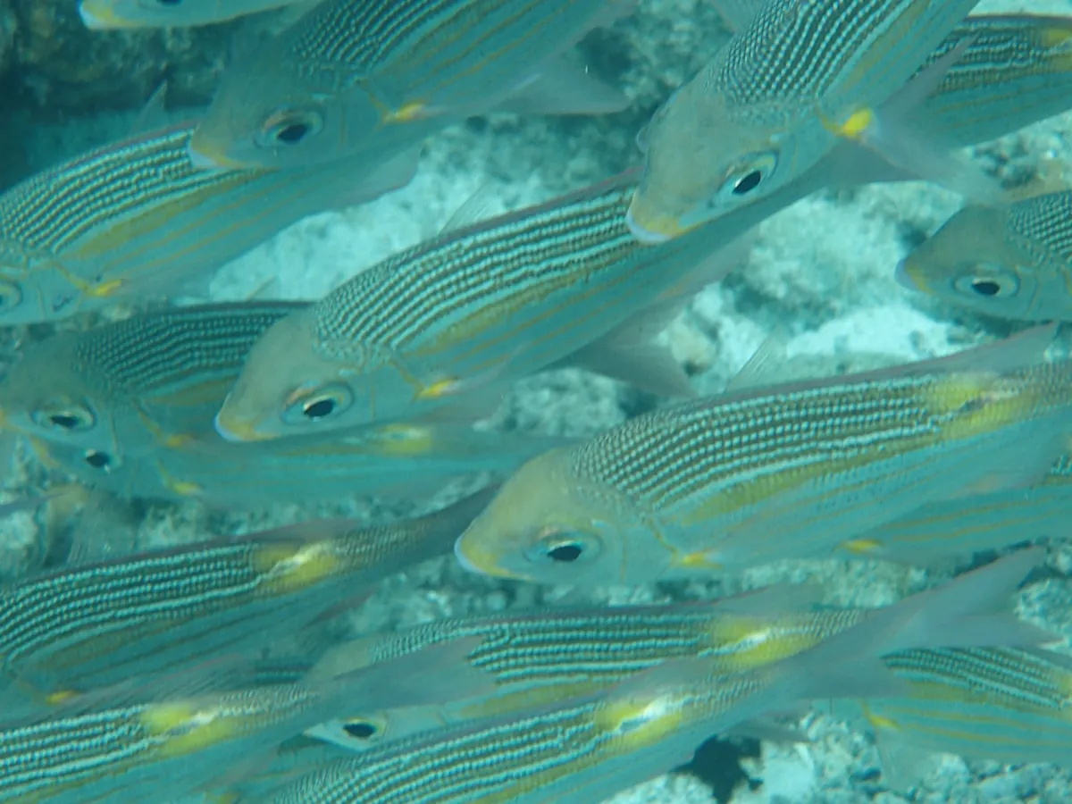 Sea breams