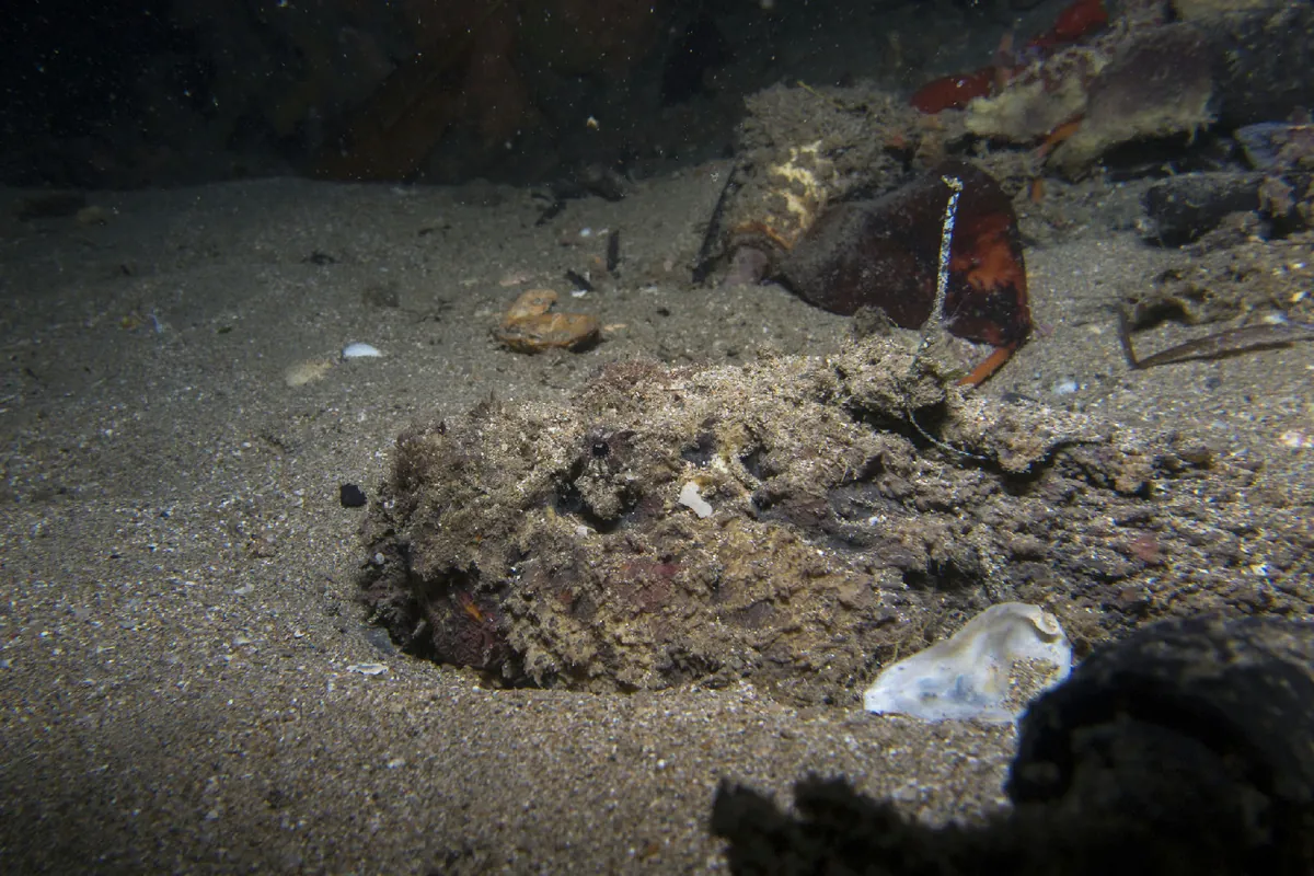 Stonefish