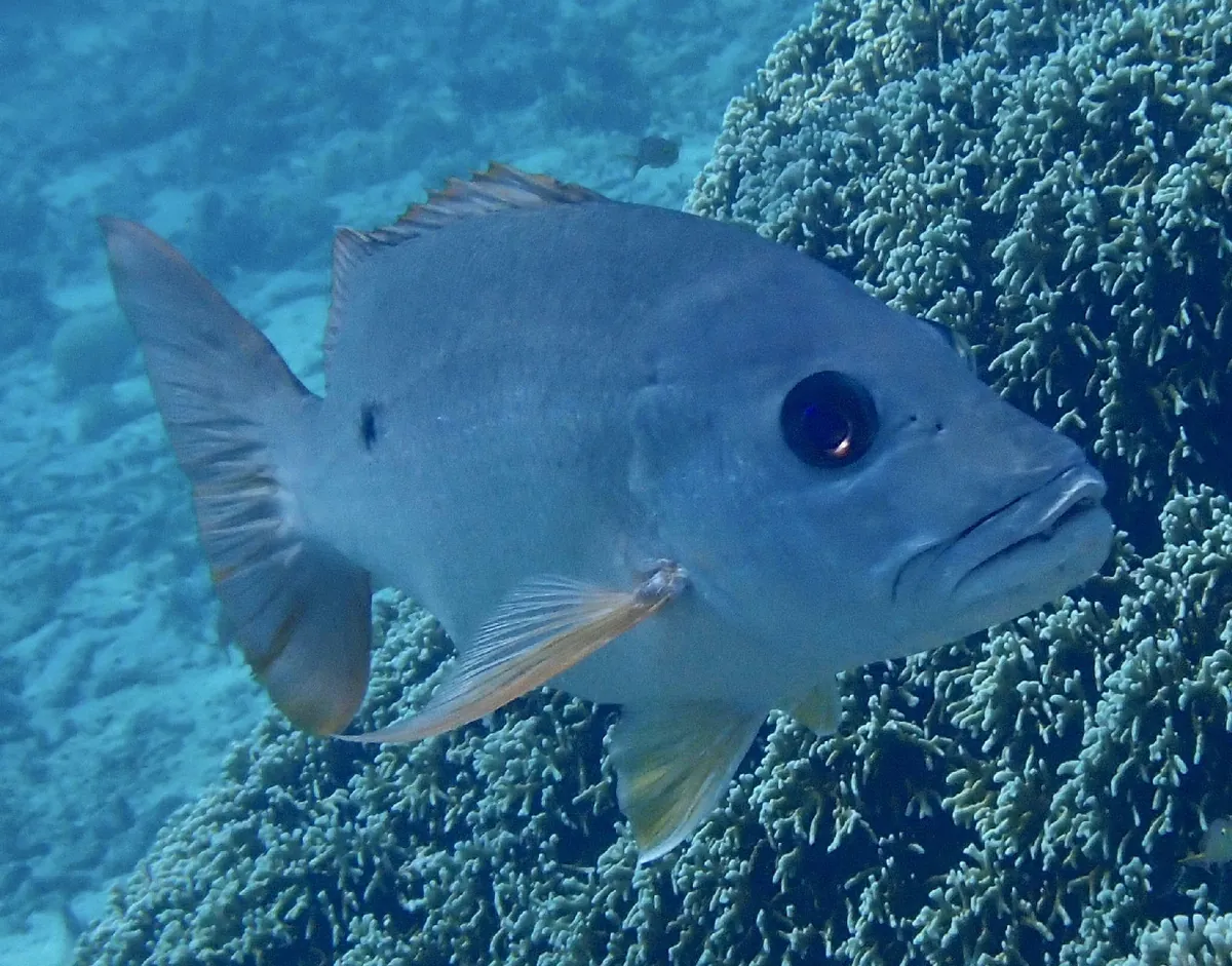 One-spot snapper