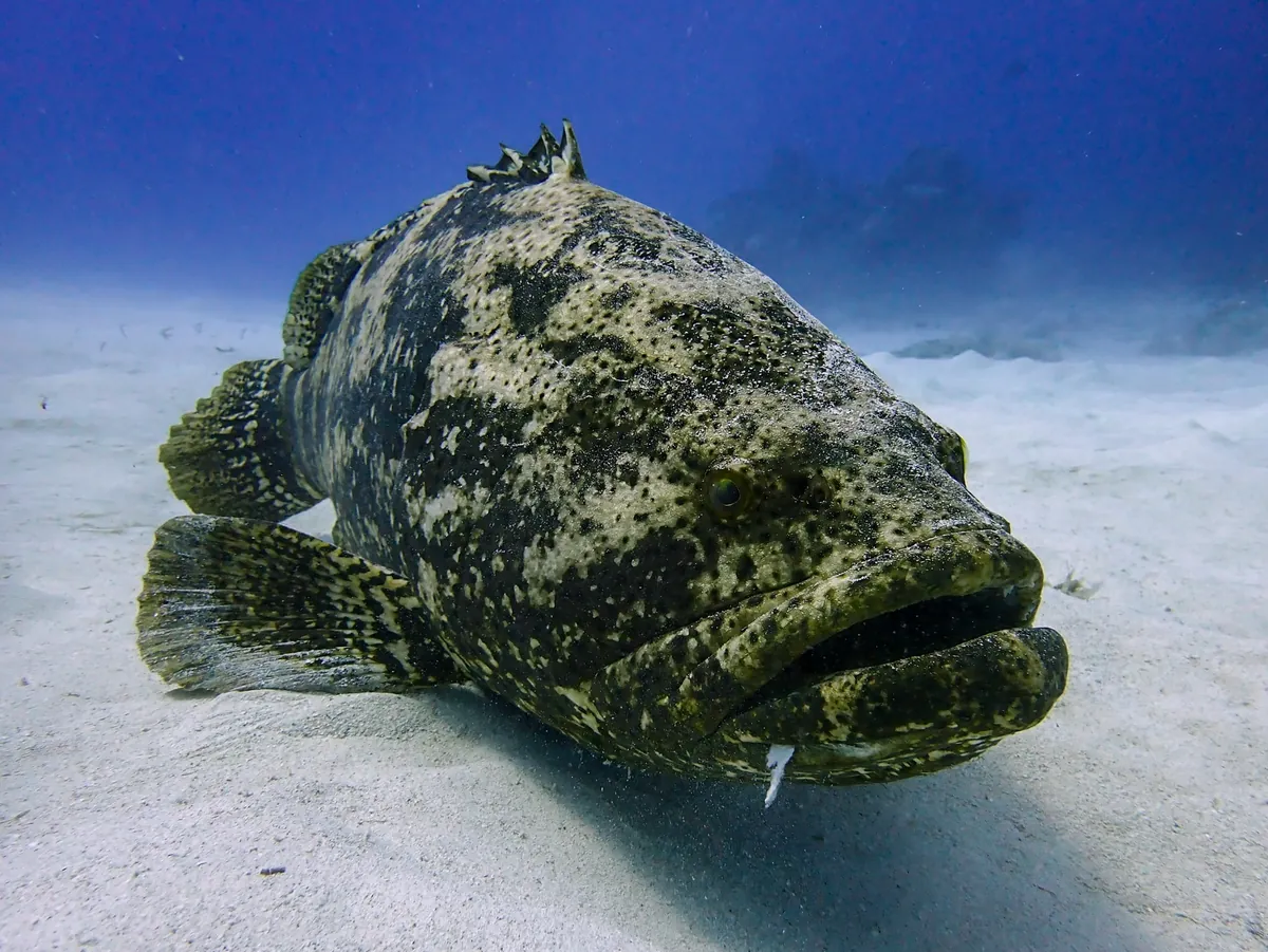 Atlantic goliath grouper
