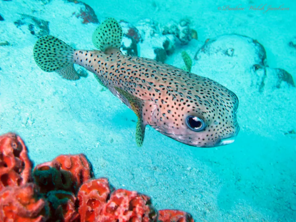 Spot-fin porcupinefish