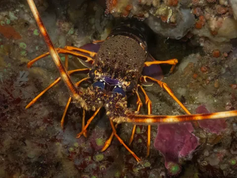 European Spiny Lobster