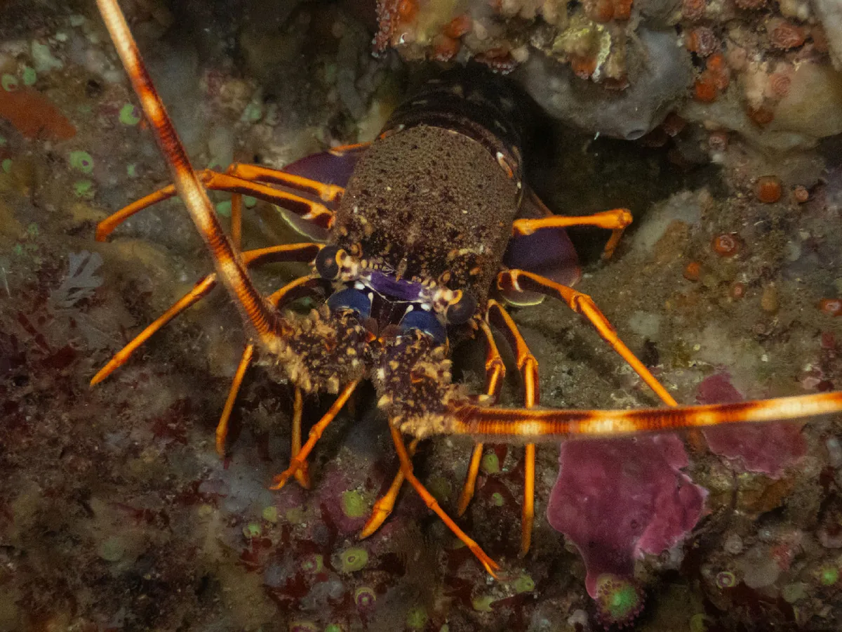 European Spiny Lobster
