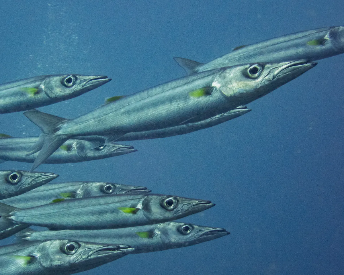 Bigeye barracuda