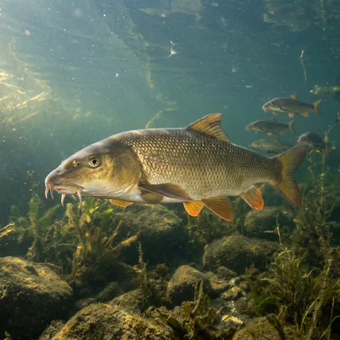 Common Barbel