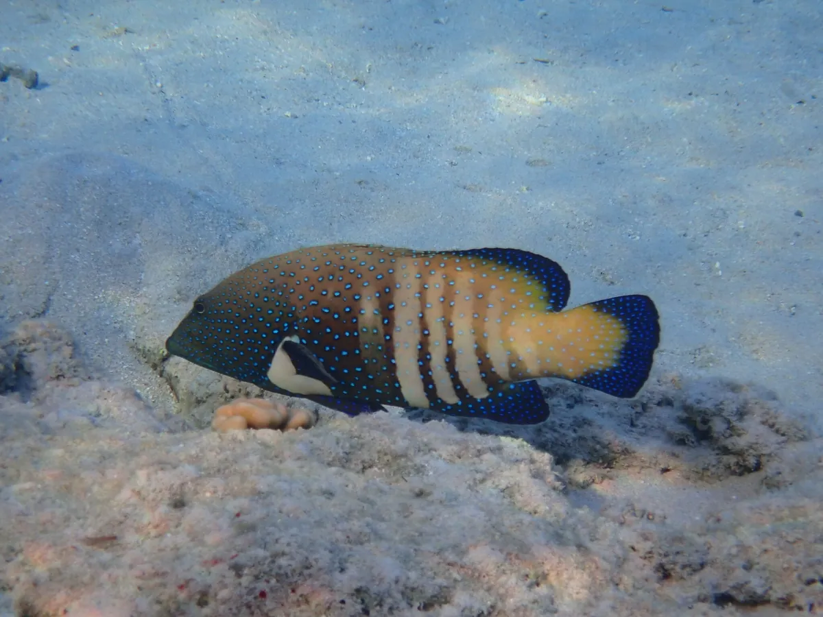 Peacock hind