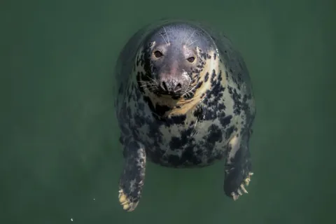 Grey Seal