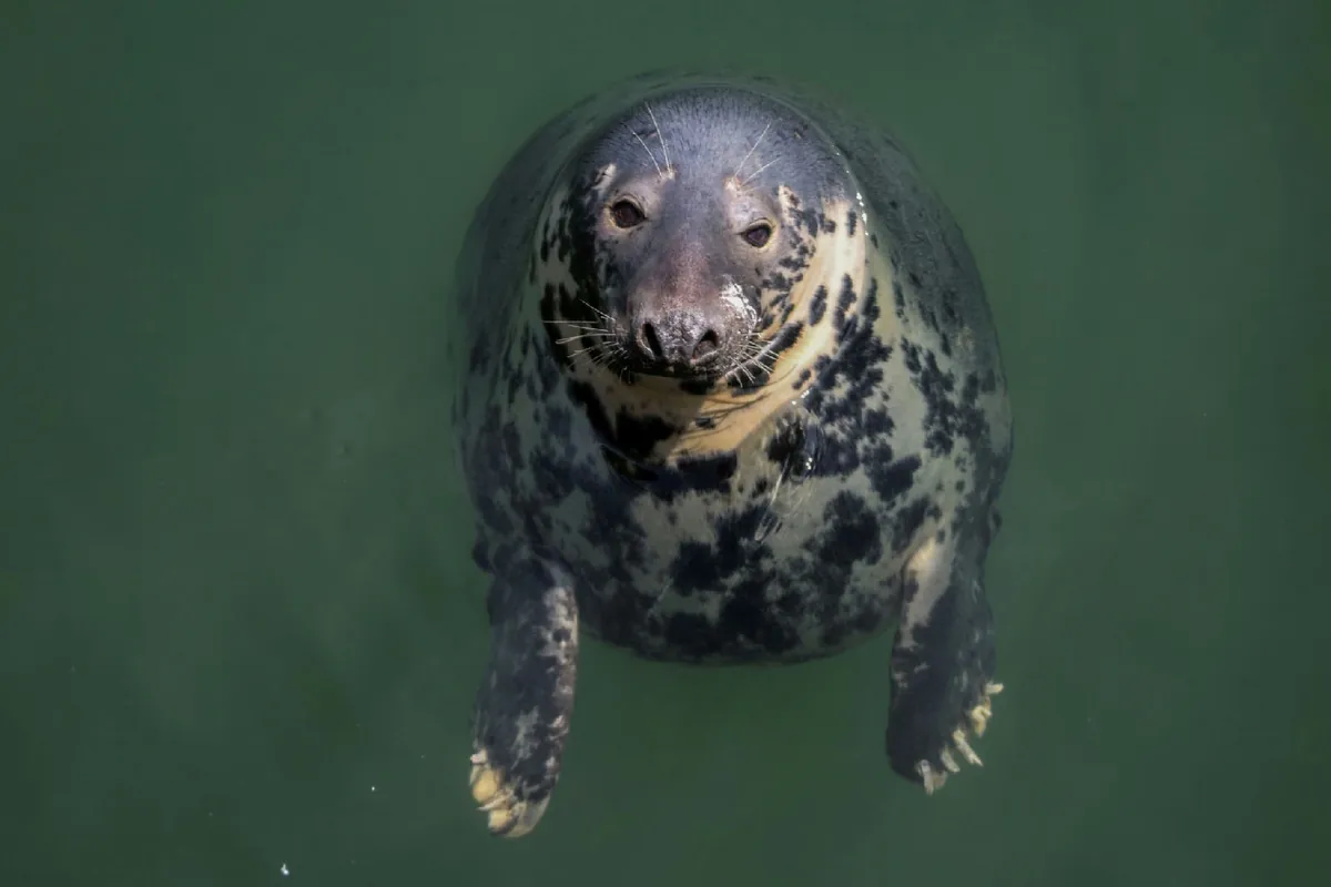 Grey Seal