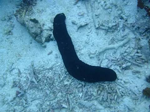 Black sea cucumber