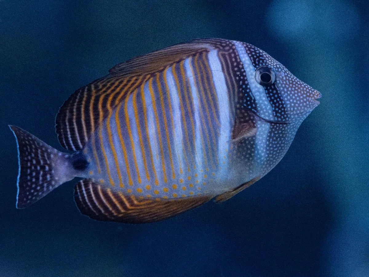 Surgeonfish