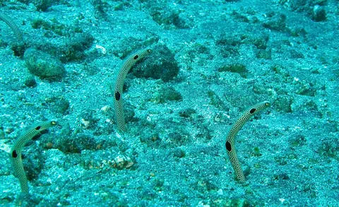 Spotted garden-eel