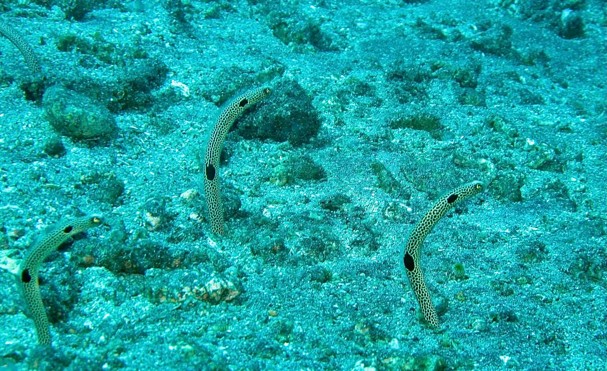 Spotted garden-eel