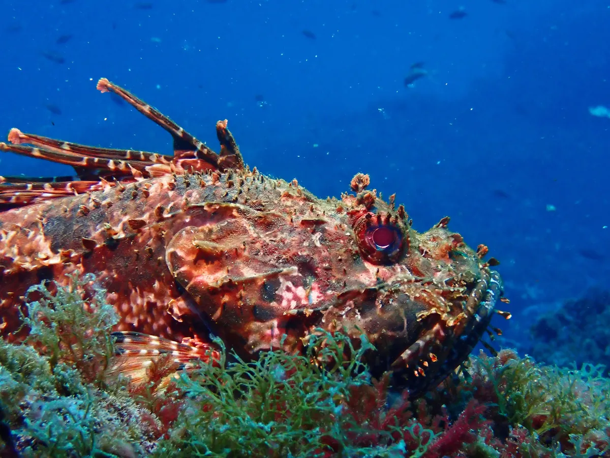 Red scorpionfish
