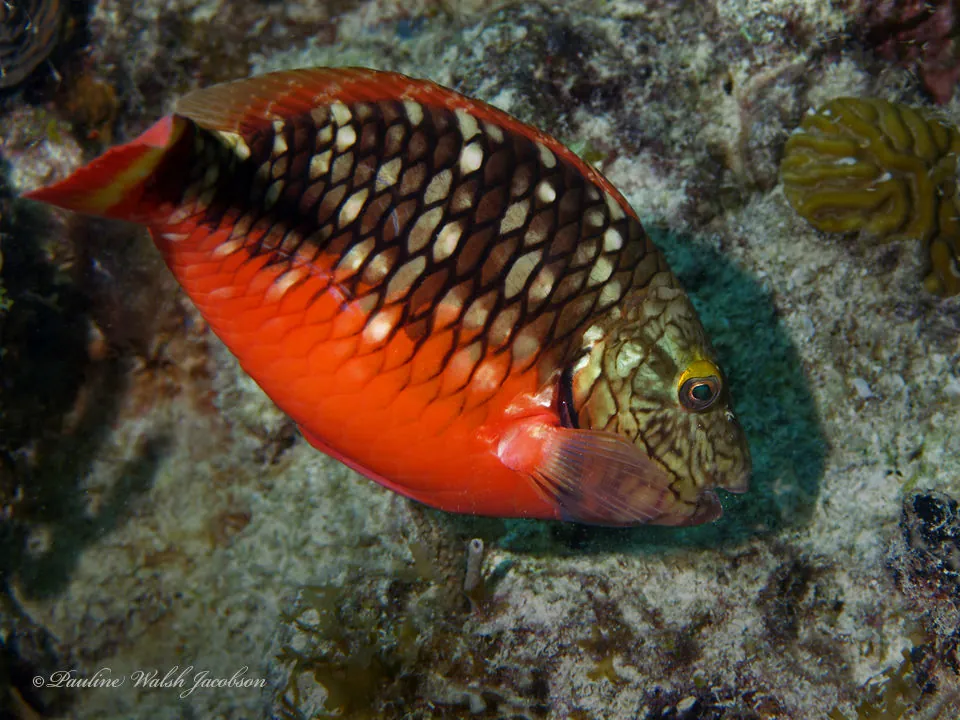 Stoplight Parrotfish