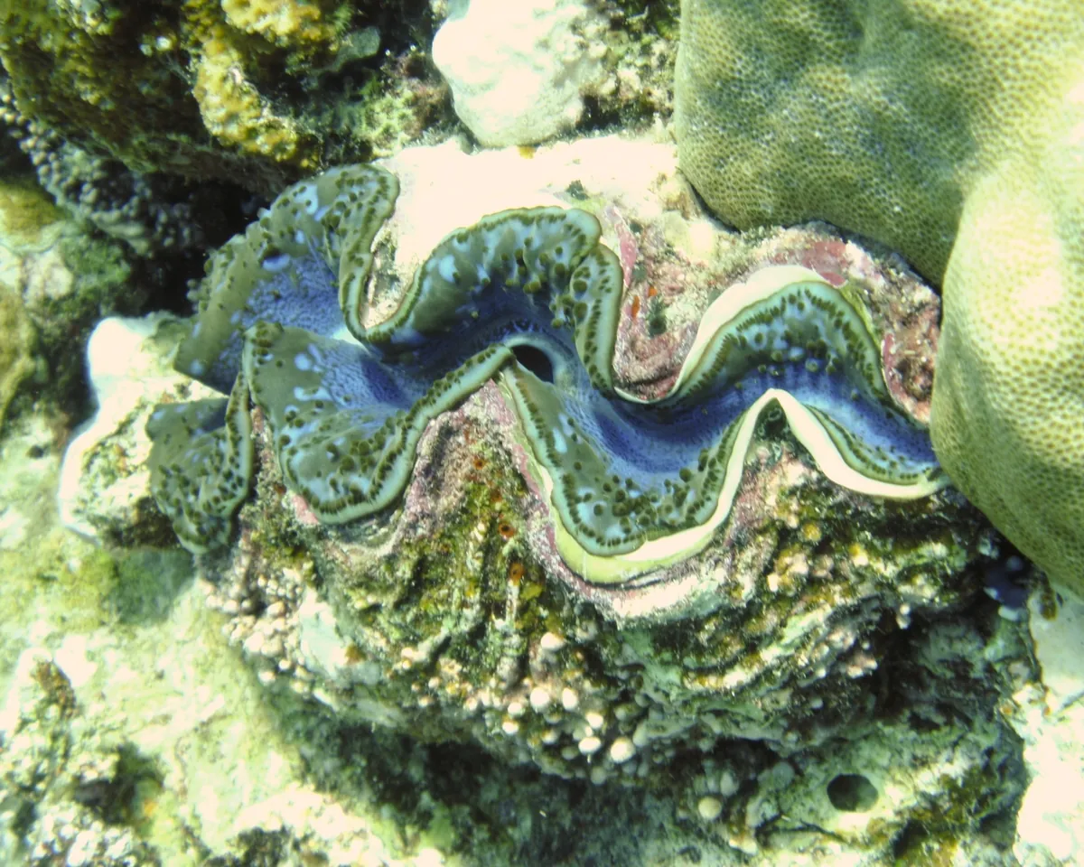 Small Giant Clam