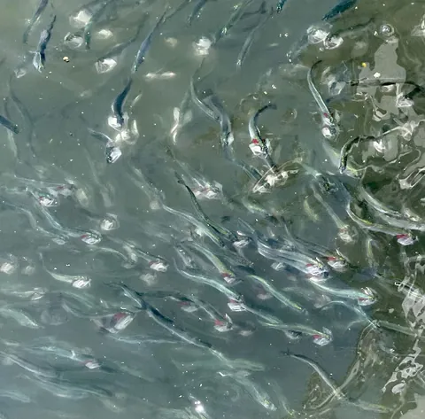 Anchovies