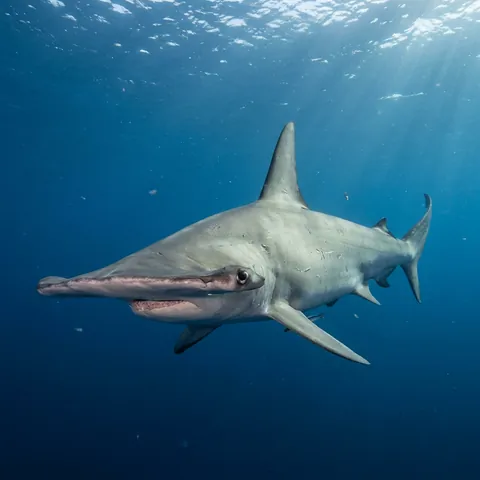 Great hammerhead
