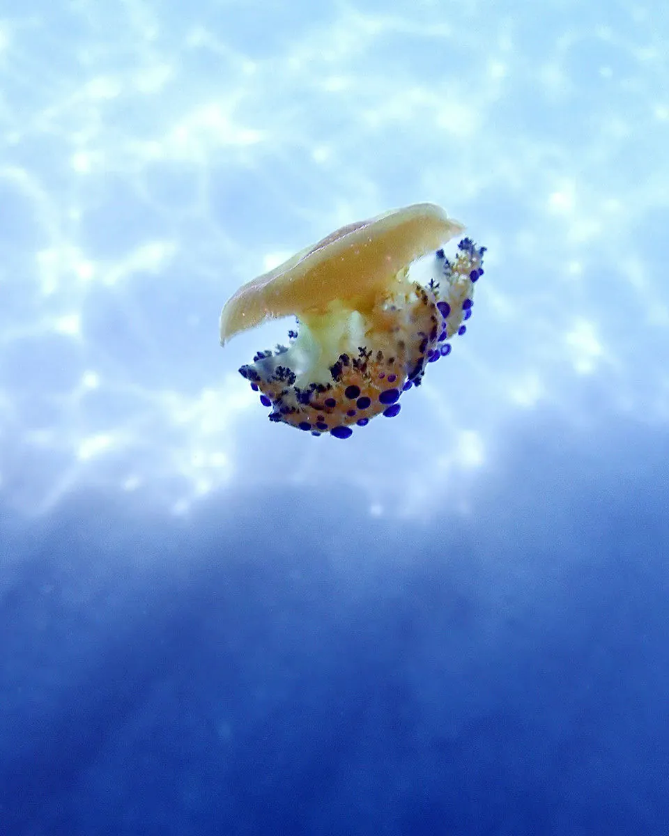 Fried Egg Jellyfish