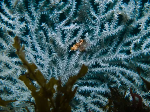 Pink Sea Fan