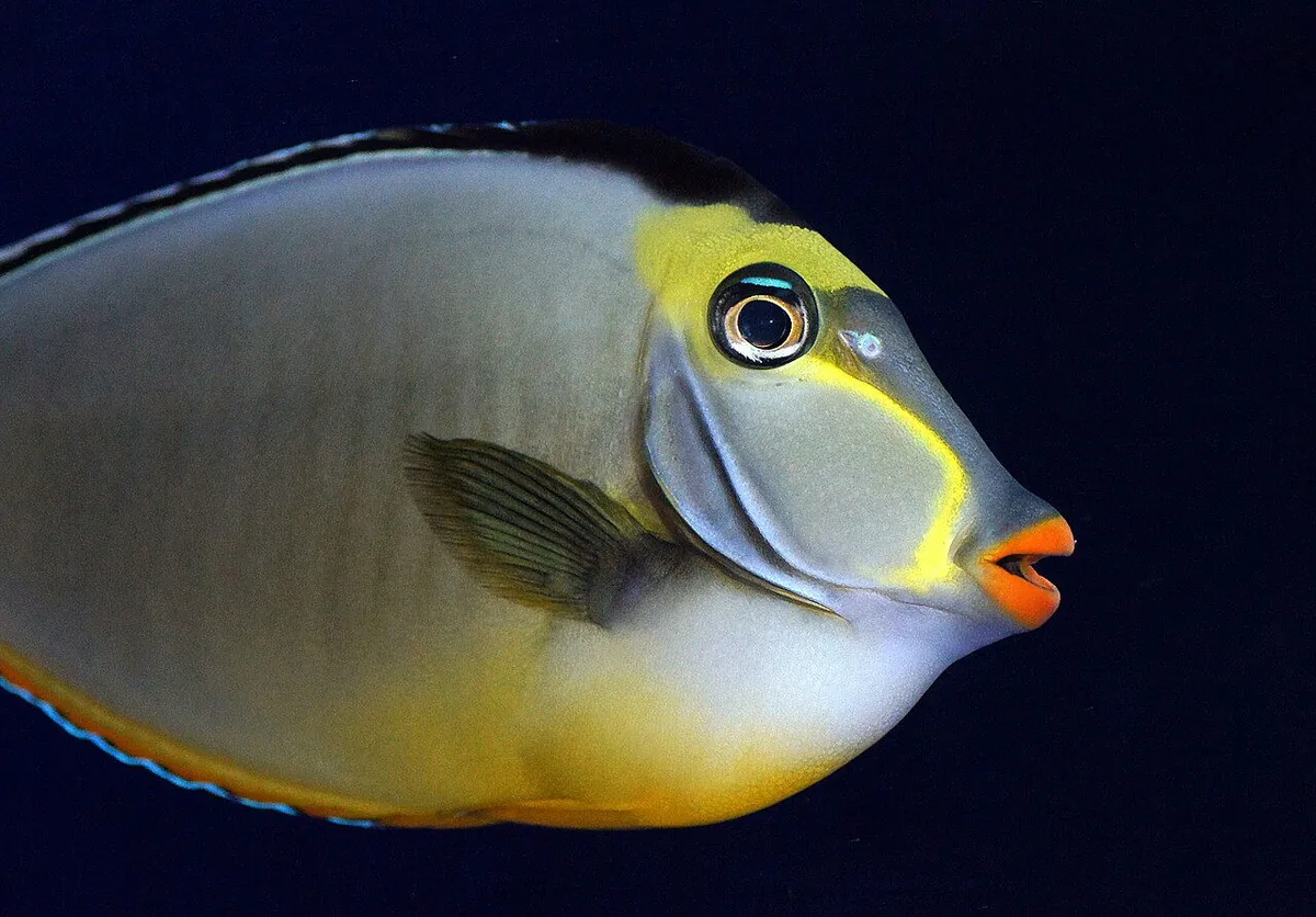 Orangespine unicornfish