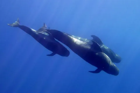 Short-finned pilot whale