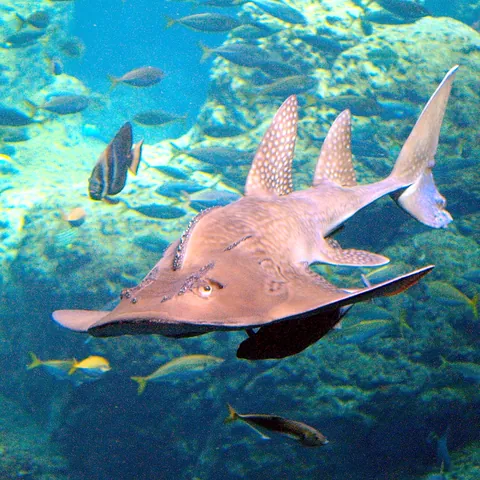 Bowmouth guitarfish