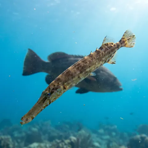 Western Atlantic Trumpetfish
