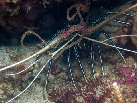 Painted Spiny Lobster