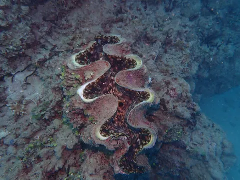 Fluted Giant Clam