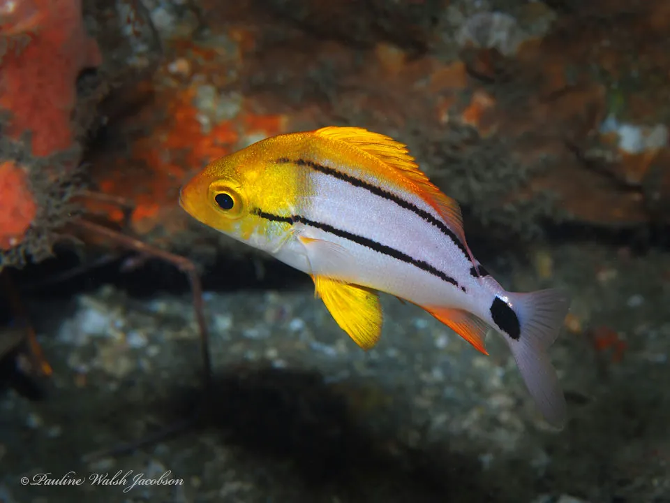Porkfish