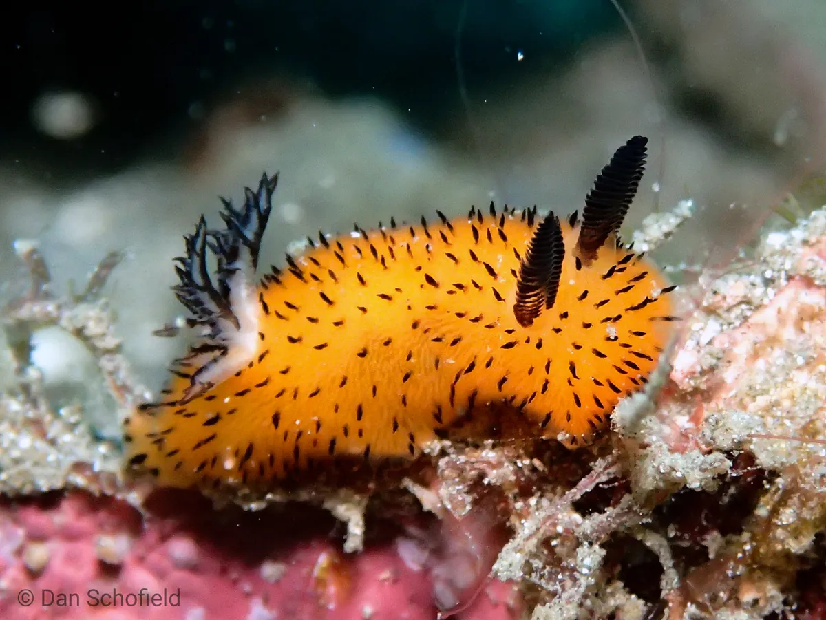 Sea bunny