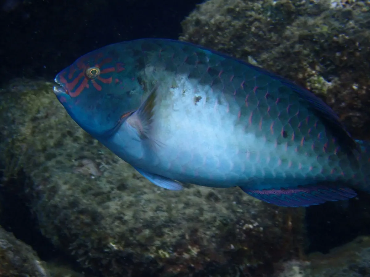 Carolines parrotfish