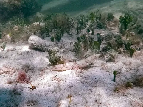 Inshore Lizardfish