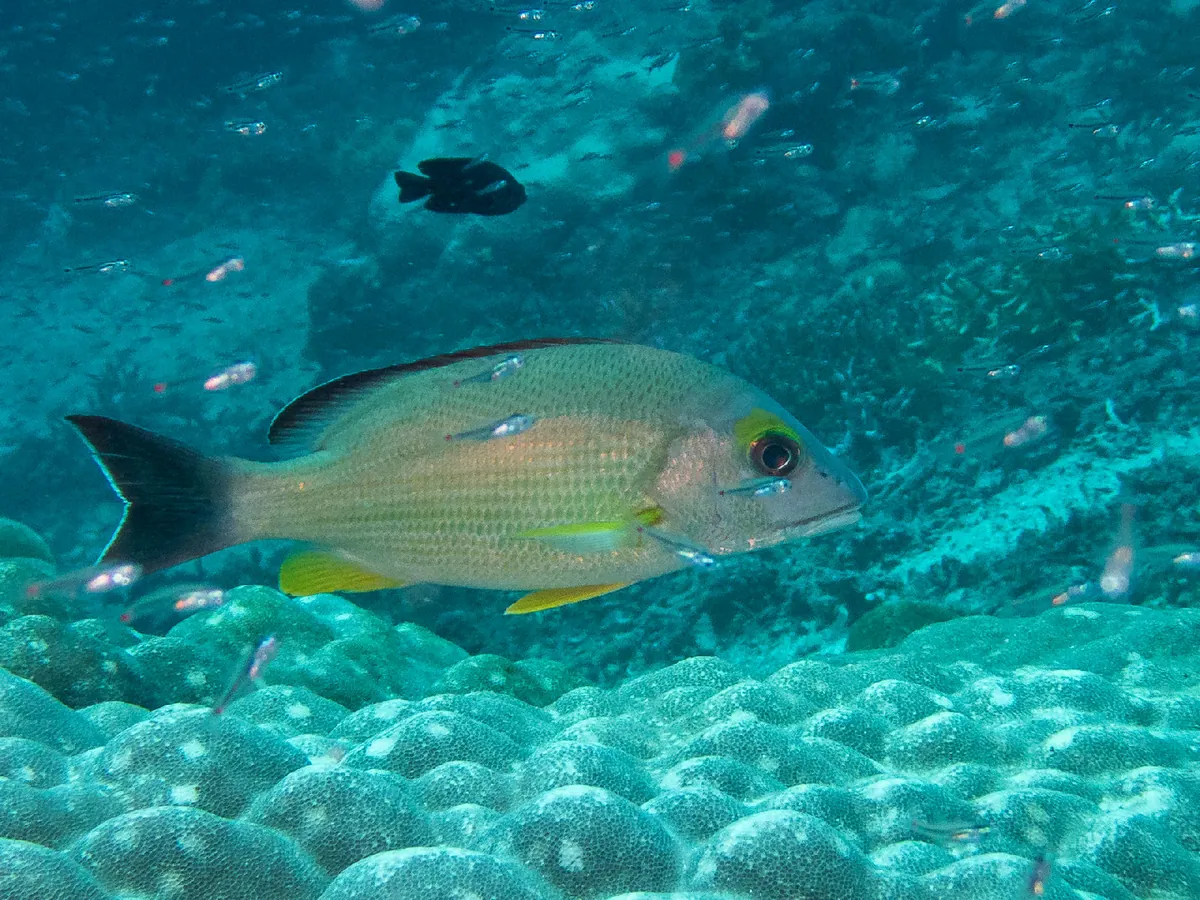 Blacktail snapper