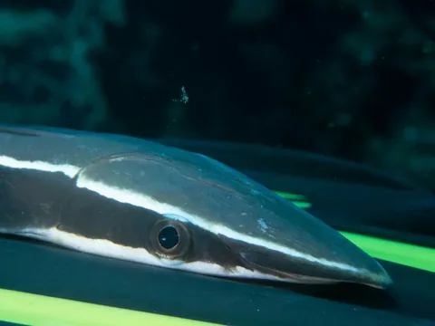 Live Sharksucker